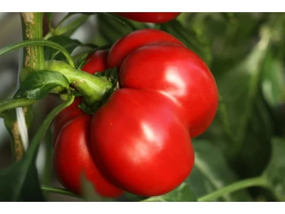 Rozvita 500 szem pritamin paprika vetőmag