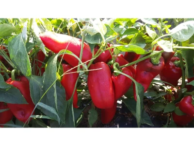 Rubicon 1.000 szem paprika vetőmag