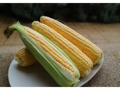 SF 2070 2500 szem csemegekukorica vetőmag