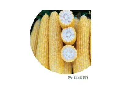 SV1446SD 5.000 szem csemegekukorica vetõmag