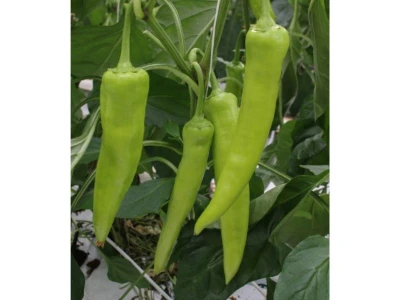 Sahara 100 szem hegyes erõs paprika vm