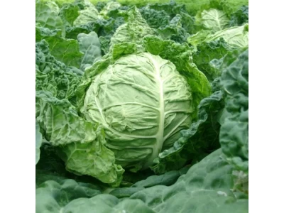 Salima 2.500 szem kelkáposzta vetőmag