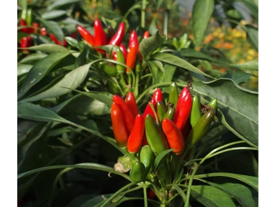 Saltillo 50 szem chilli paprika vetőmag