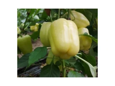 Silverado 1.000 szem blocky paprika vetőmag