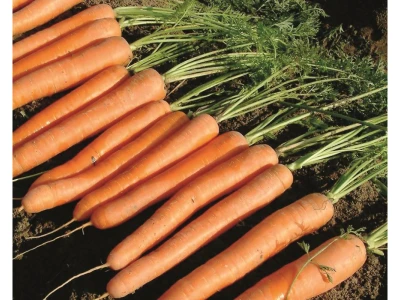 Siroco 100.000 szem sárgarépa vetőmag VILLSEED