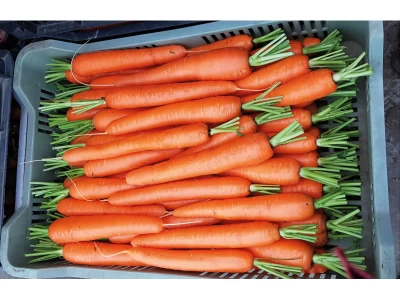 Soprano 100.000 szem sárgarépa vetőmag 1,8-2,2 VRO