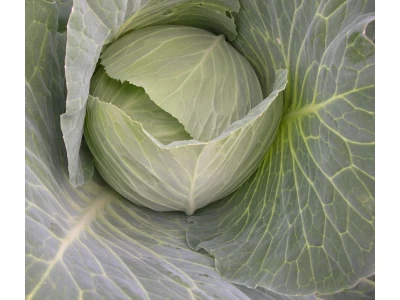 Supreme Queen 2.500 szem fejes káposzta vetőmag