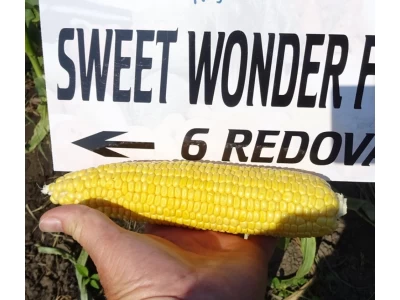 Sweet Wonder 1000 szem csemegekukorica vetőmag