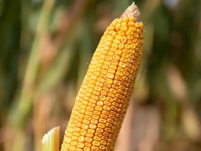 Syngenta Ozone 50.000 szemes kukorica vetõmag + Korit 420 FS vadriasztóval kezelt