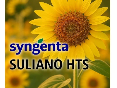Syngenta Suliano HTS 150.000 szemes napraforgó vetõmag Elev+Force