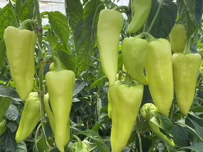 Timur 1.000 szem paprika vetőmag