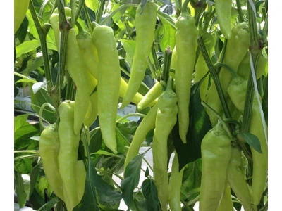 Toldi 5.000 szem paprika vetõmag