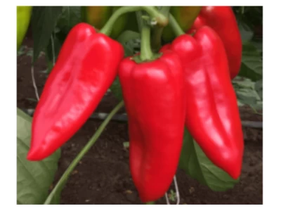 Tonton 1.000 sz paprika vetőmag