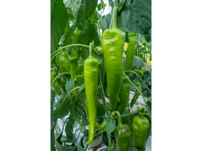 Verdolino 100 szem hegyes erős paprika vetőmag
