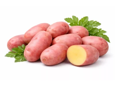 Red Scarlet vető burgonya 50 db-os