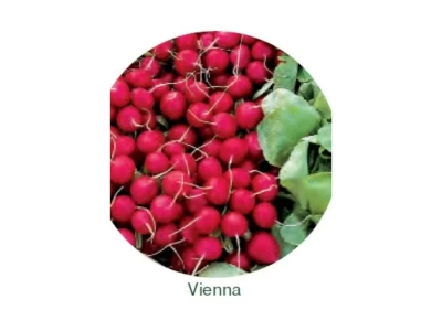 Vienna 50.000 szem hónapos retek vetőmag 2,5-2,75