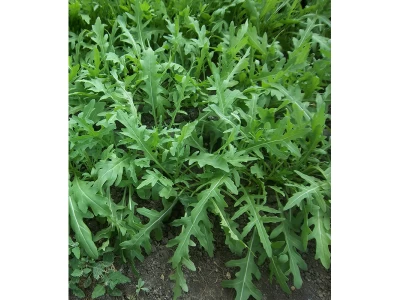 Wild Rocket 50g rukkola vetőmag