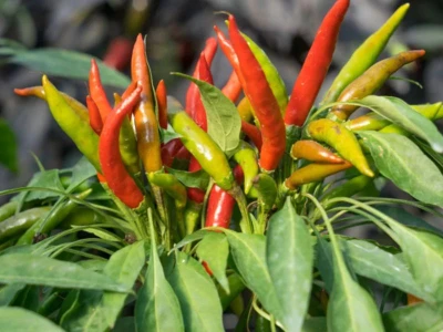 Yucatan 1.000 szem chilipaprika vetõmag