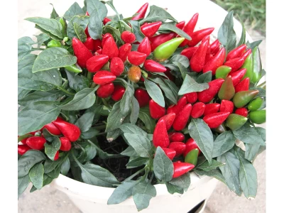 Yvona 50 szem chilli paprika vetőmag
