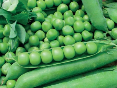 ZKI Borsó 400 g Rajnai Törpe