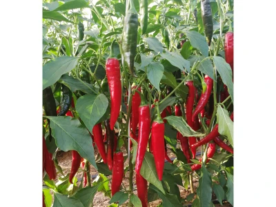 Zoé 500 szem paprika vetőmag