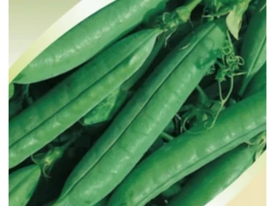 Zsuzsi 1kg zöldborsó vetőmag